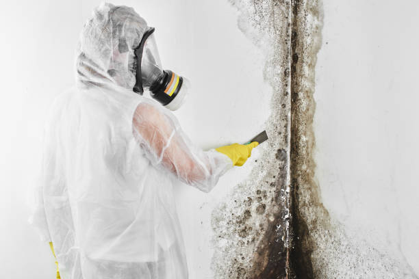 Best Industrial Mold Remediation in Lam, AR