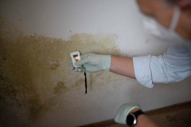 DIY Mold Remediation Support Services